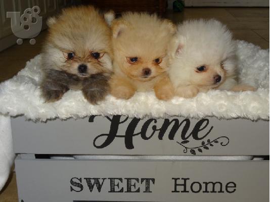 Χαριτωμένα καθαρά φυλής Pomeranian κουτάβια